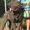 cane corso /Italian mastiff puppies top quality dogs$1000