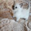 Ragamuffin kitten Blue Point Male