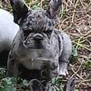 Blue Merle male French bulldog puppy