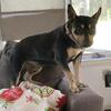 Bull Terrier mix-Benny