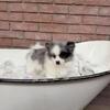 Sweet pom Female