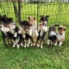 Rough collie puppies