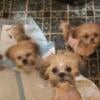 Shih Tzu puppies - male and female