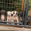 Puppies available