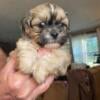 Adorable Shihtzu puppy