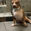 Xl bully ABK for stud (puppy back deal)