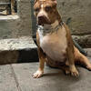 Xl bully ABK for stud