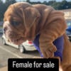 Adorable females for SALE