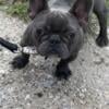 AKC FRENCH BULL DOG FOR STUD SERVICE