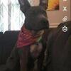 Re-homing blue nose pit girl