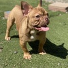 Rojo Male French Bulldog