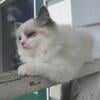 Blue Bicolor male Ragdoll kitten