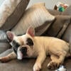 French bulldog - rehome