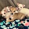 Chihuahua puppies 1 female and 4 males 