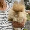 Purebred English Angora Baby Rabbit