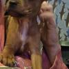 🐾 Adorable Mixed-Breed Puppies – Ready for Their Forever Homes! 🐾