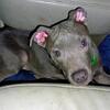 Pitbull puppy