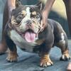 CHOCOLATE TRI MERLE MICRO STUD