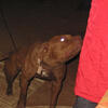 Chocolate Pitbulls – Dewormed & Vaccinated – $500 Each