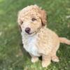 Scout - male mini newfypoo puppy - ready now!