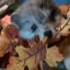 Pomsky puppies 5m & 1f most have bright Blue eyes