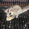 2 Sugar Gliders Breeding Pair 1 Male 1 Female