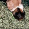 2 young female Guinea pigs