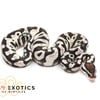 Ball Pythons For Sale (Overnight Shipping Available)