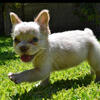 FLUFFY FRENCH BULLDOG 