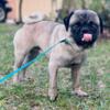 adult male pug ready to go