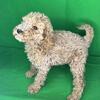 Poodle Companion