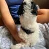 One male toy poodle left looking for his 4 ever home.