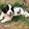 Saint Bernard Puppies