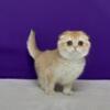 NEW Elite Scottish fold kitten from Europe with excellent pedigree, female. Emma