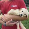 Golden retriever puppies