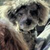 For sale: CKC toy poodle - male