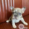 Blue Tan Merle French Bulldog Puppy