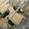 Young Parrotlet for sale