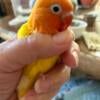 Beautiful Lutino Fisher Female Lovebird