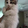 Maine coon