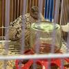 2 gorgeous roosters and Jumbo Coturnix Quails eggs for sale