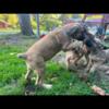 I have male & females South African mastiff pups (boerboels)