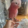 Bubbles rose breasted cockatoo for sale