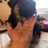 German Shepard puppies.
