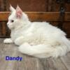 Happy healthy DNA clear  White Maine Coon Male