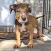 "SNOOP DOGG" LILAC TRI COLOR PUPZ  / GIOVANNI 917 542 1418