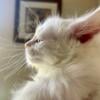 CFA and TICA Registered Maine Coon Kittens