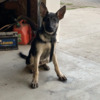 Male German Shepherd