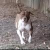 XL female 3 yr old. Registered. Full rights or co-own, possibly pet home without papers