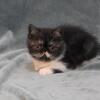 DesignPurrs  Exotic Short Hair  and  Persian kitten
